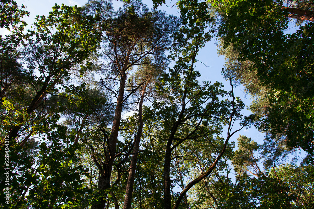 in the forest