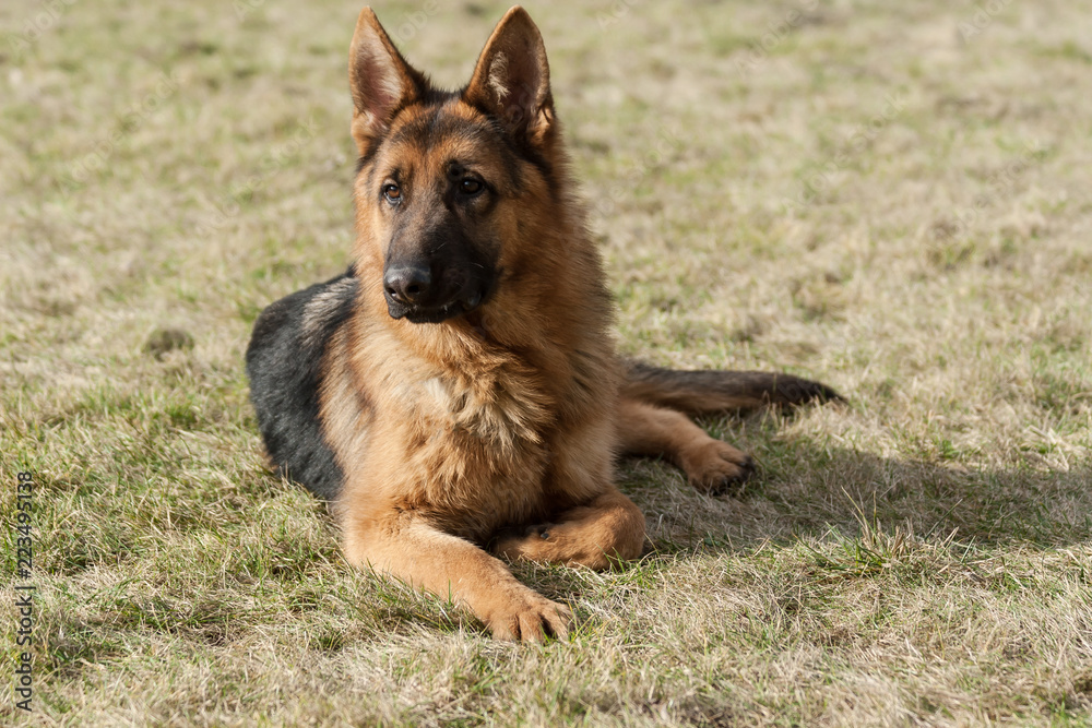 Naklejka premium German shepherd dog