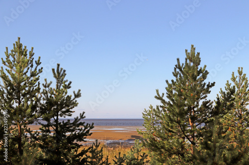 Yagry in Severodvinsk. Unique pine forest. white sea coast. sea tide