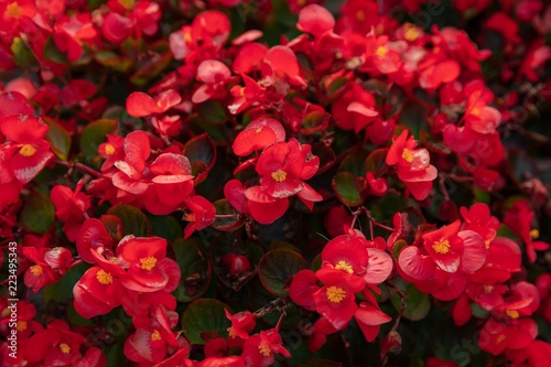 Valokuva Beautiful of Red begonia in the garden