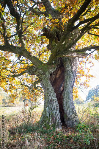 hollow oak
