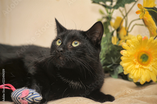 black cat and yellow flower photo