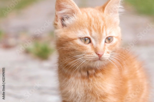 Small red kitten basks in the sun and plays.