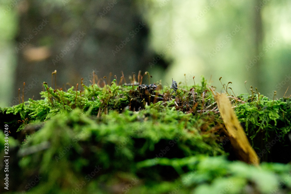 moss close up in the forest moss close up in the forest