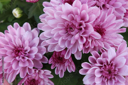 Flowers of chrysanthemum. View from above