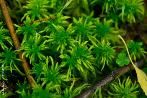 moss close up in the forest