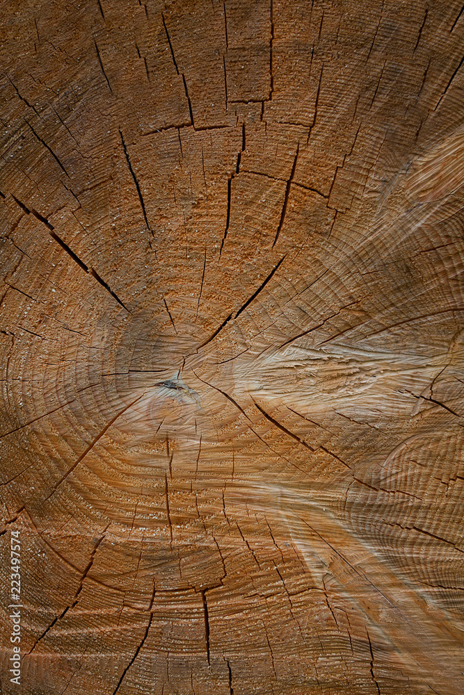 Fototapeta premium wooden log close up