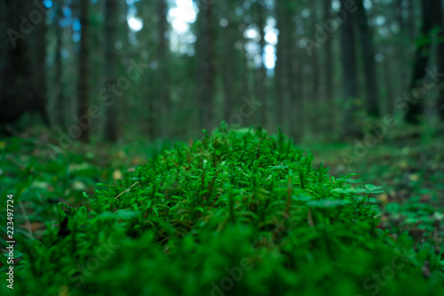 moss growing on a tree in the forest