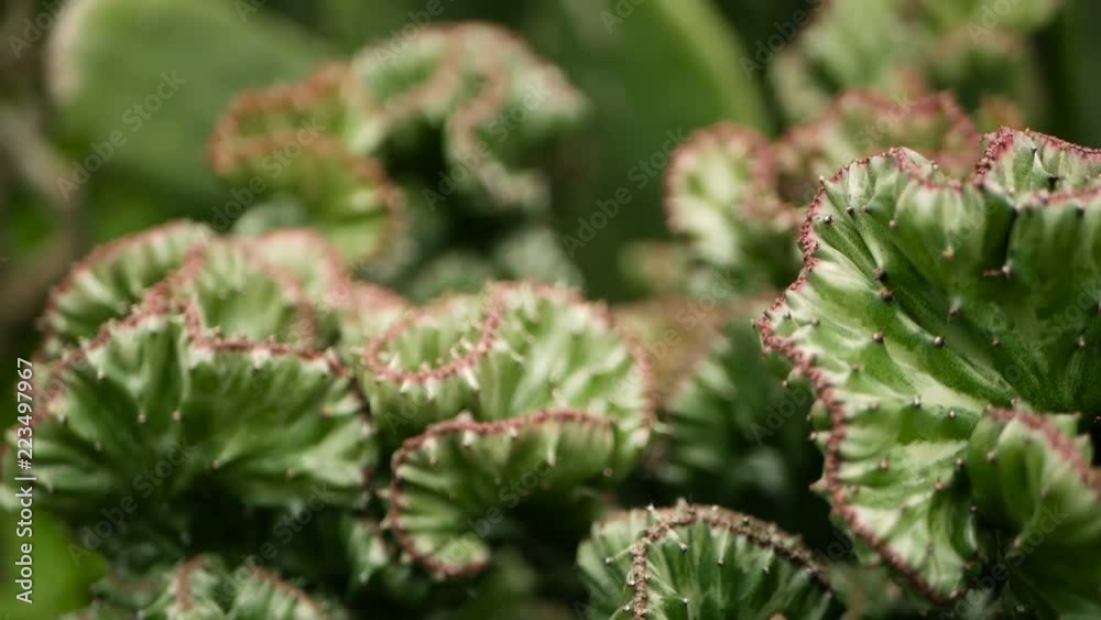 Leafless, spiny, evergreen desert plant cultivated as ornamental in botanical garden. Succulents background, natural pattern. Euphorbia crested cactus in greenhouse. Coral zigzag with pink spines. Leafless, spiny, evergreen desert plant cultivated as ornamental in botanical garden. Succulents background, natural pattern. Euphorbia crested cactus in greenhouse. Coral zigzag with pink spines.