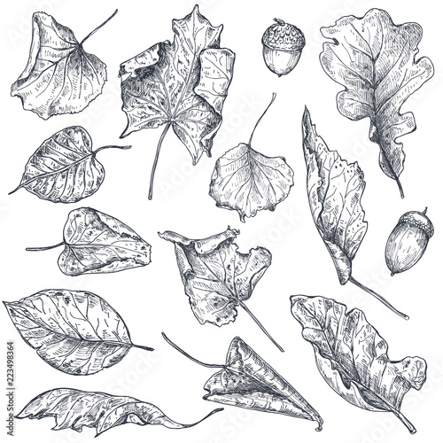 Vector collection of hand drawn dry autumn leaves