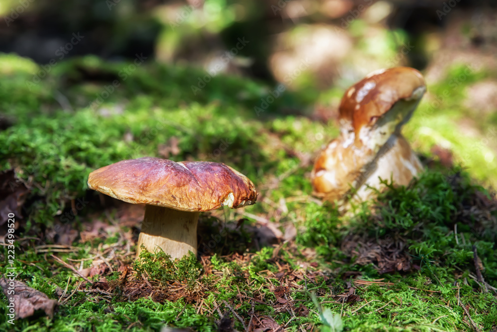 Boletus in forest Boletus in forest