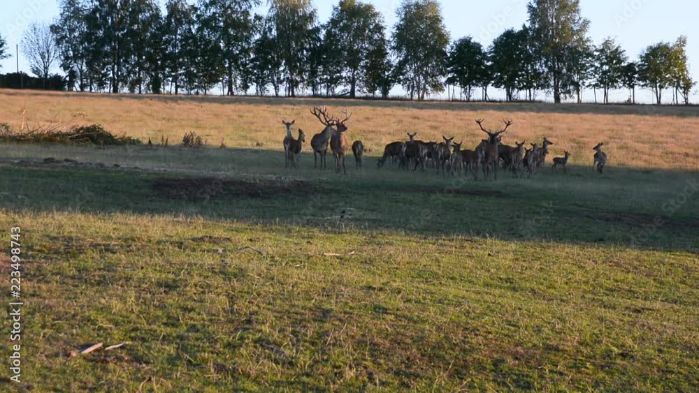 Brunft Hirsch Rotwild Herde auf der Wiese