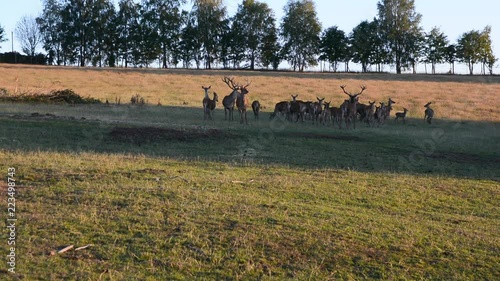 Brunft Hirsch Rotwild Herde auf der Wiese photo