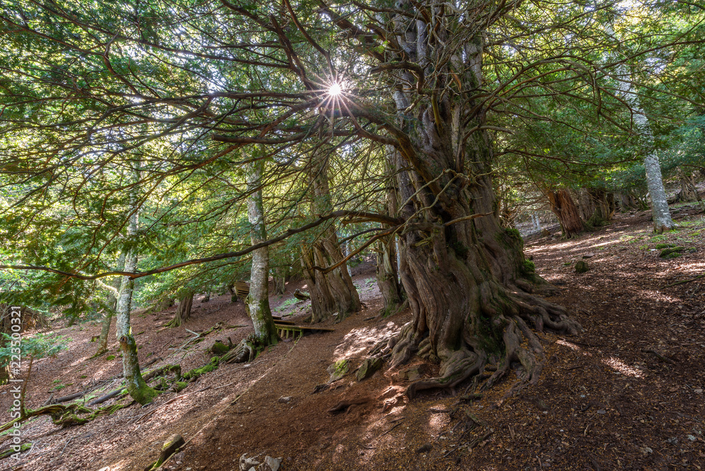 Yew-tree forest of Tejeda de Tosande, Palencia province, Spain