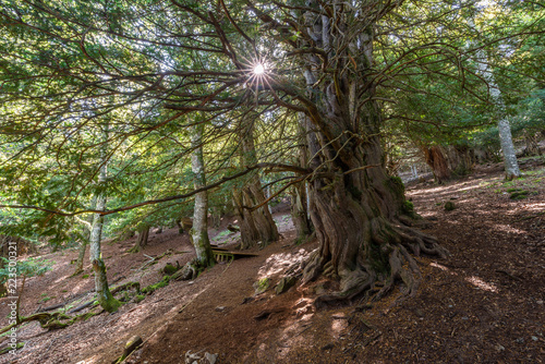 Obraz na płótnie Yew-tree forest of Tejeda de Tosande, Palencia province, Spain w salonie