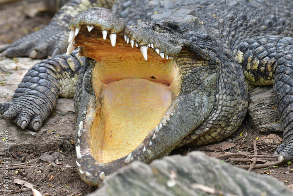 Fototapeta premium Crocodile open mouth