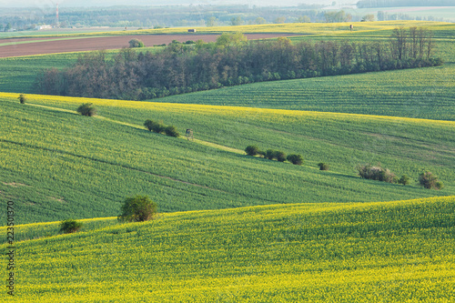 Beautiful landscape of South Moravia  fields of rapeseed in the hills