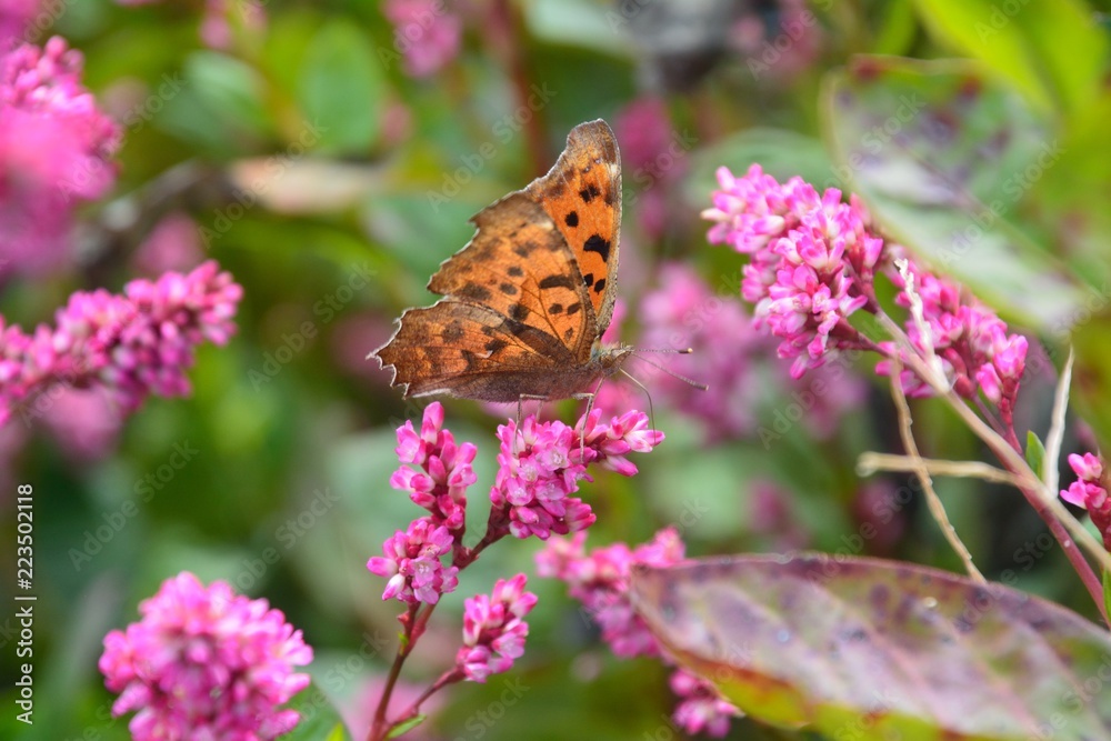 Obraz premium 藍の花が咲く