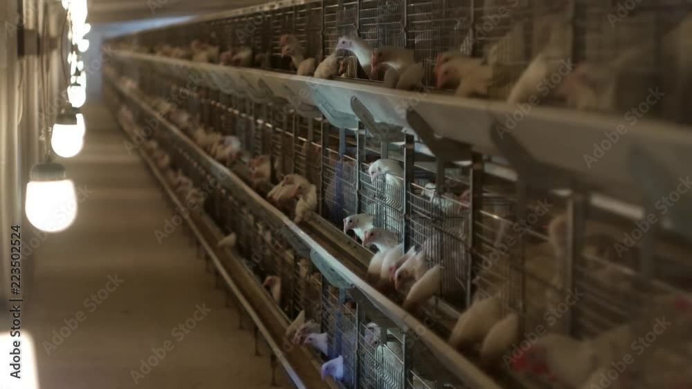 Breeding broiler chickens and chickens, broiler chickens sit behind bars in the hut, poultry house, agriculture Breeding broiler chickens and chickens, broiler chickens sit behind bars in the hut, poultry house, agriculture