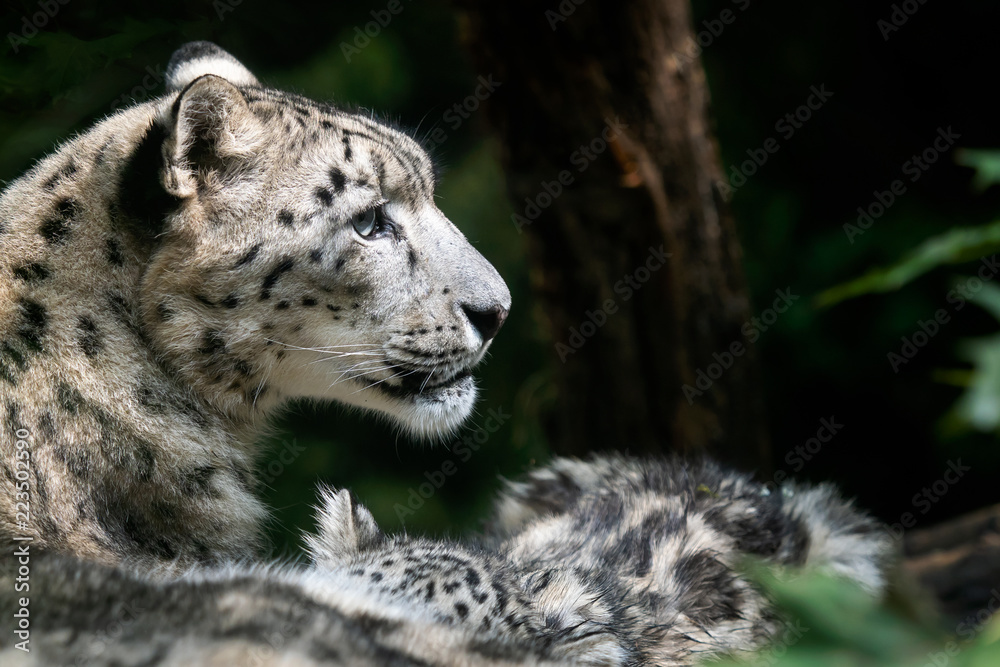 Snow leopard mother with cub. (Panthera uncia) Snow leopard mother with cub. (Panthera uncia)