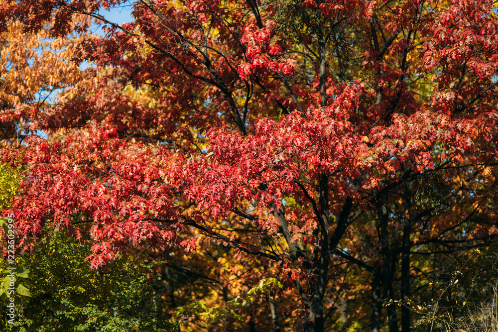 Red tree in autumn. Big beautiful tree