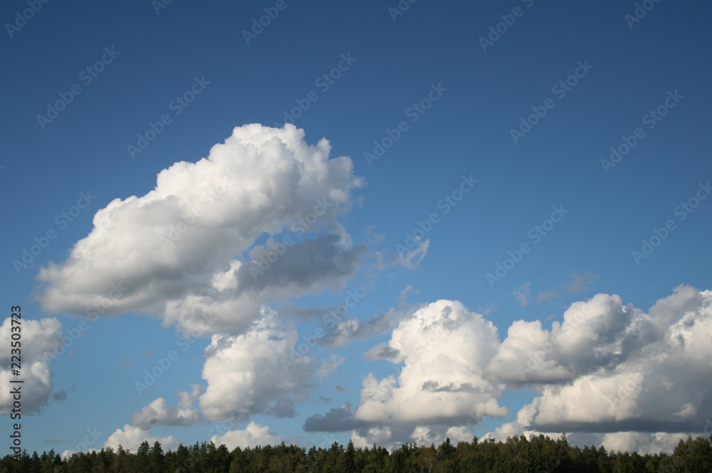 Pine trees forest tops on blue sky with white big cumulus clouds as summer background Pine trees forest tops on blue sky with white big cumulus clouds as summer background