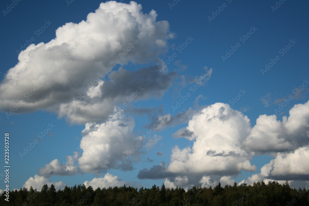 Pine trees forest tops on blue sky with white big cumulus clouds as summer background Pine trees forest tops on blue sky with white big cumulus clouds as summer background