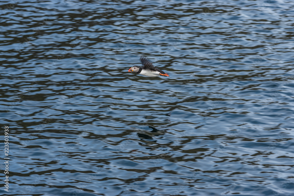 Puffin flying over the ocean, near the Isle of Staffa in Scotland. Puffin flying over the ocean, near the Isle of Staffa in Scotland.