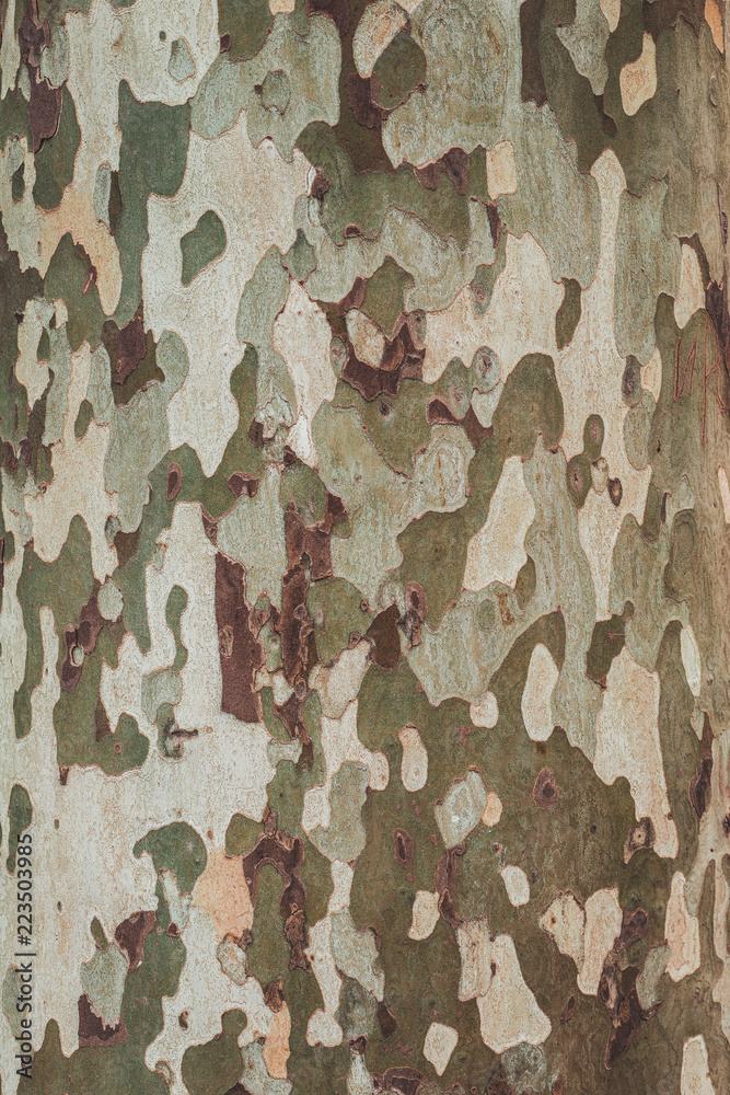 bark sycamore bark sycamore