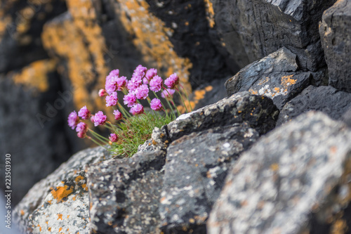 Pink Flowers Alpine catchfly (Silene suecica). Armeria maritima.  sea pink or sea thrift with a black background out of focus on the rocks