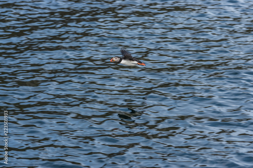 Puffin flying over the ocean, near the Isle of Staffa in Scotland.