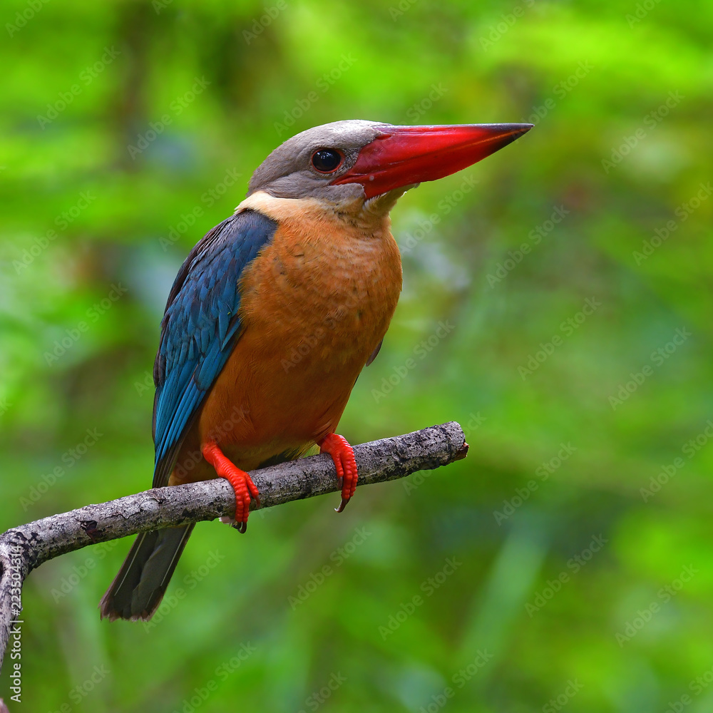 Fototapeta premium Stork-billed Kingfisher Bird