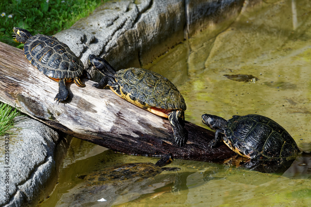 Obraz premium Red-eared sliders