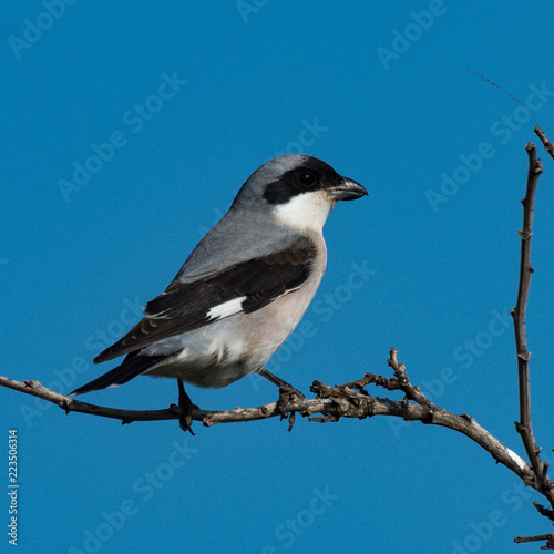 Lesser grey shrike bird on clean blue background