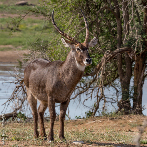 Full portrait of wild waterbuck bull in natural environment