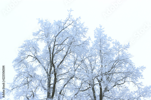 Wallpaper Mural winter frosty tree on a white background Torontodigital.ca