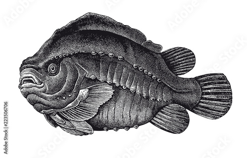Vector High Detail Lumpfish Engraving