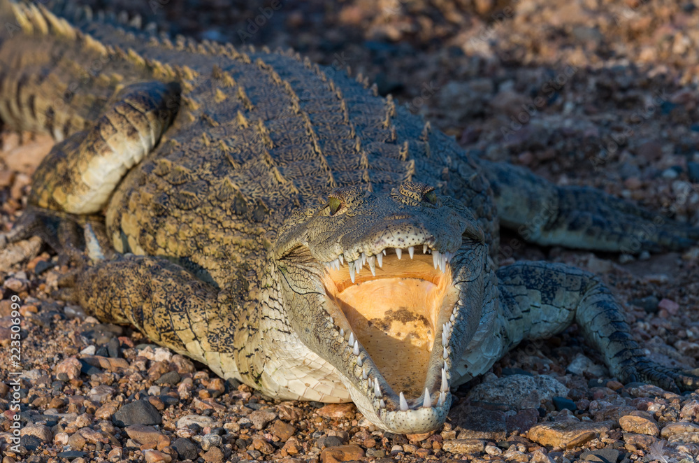 Nile crocodile with gaping mouth showing throat flap, front StockFoto Adobe Stock