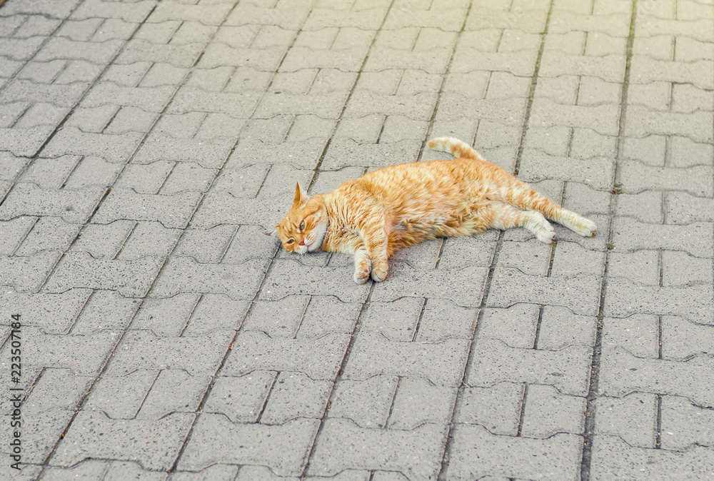 Red cat lies on the paving slab Red cat lies on the paving slab