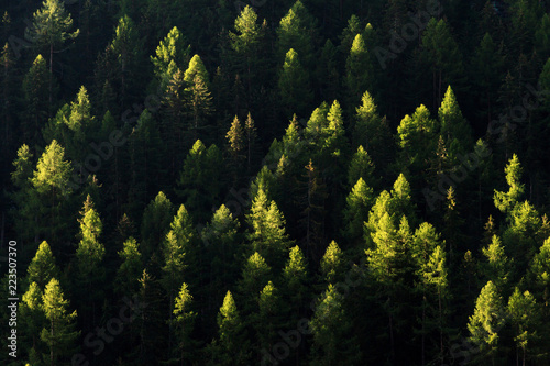 Early morning summer sunshine on the top of the pine trees in the green forest mountains in the Valais region near Grimentz in Switzerland 
