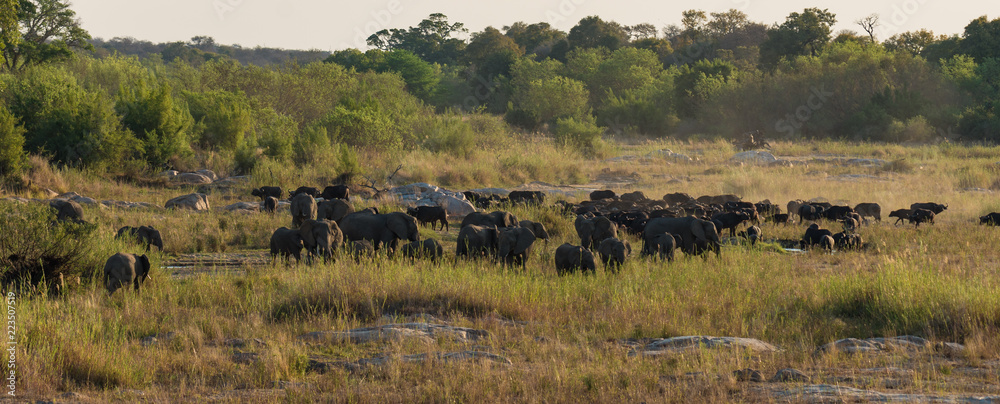 Scene of elephant herd and buffalo herd watering together in Sabie river
