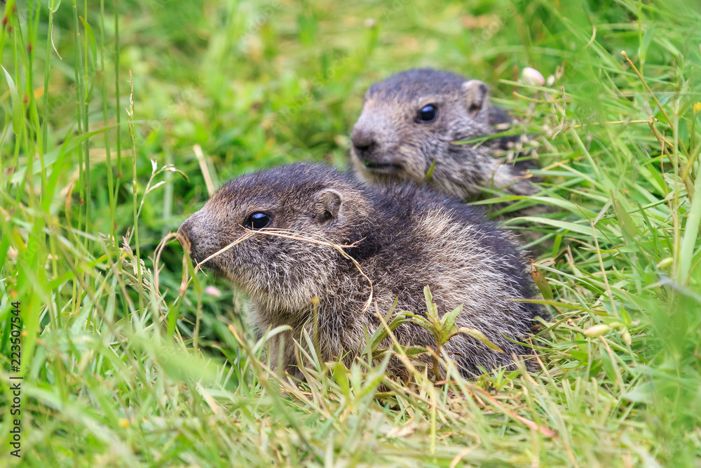 Beautiful and cute alpine marmot (Marmota marmota) in the green grass in the swiss alps in summer Beautiful and cute alpine marmot (Marmota marmota) in the green grass in the swiss alps in summer