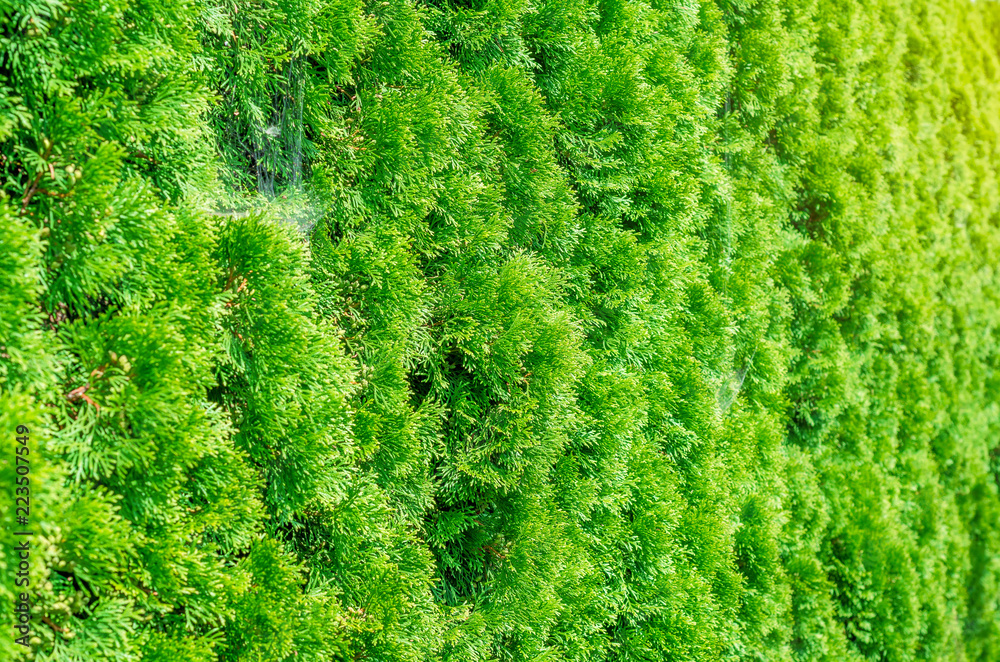 Green shrub thuya, planted evenly trimmed. Background bush, nature Green shrub thuya, planted evenly trimmed. Background bush, nature