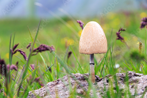 Panaeolus semiovatus, a medium-sized buff-colored mushroom toadstool on horse dung in the Swiss alps. Panaeolus is a genus of small, black-spored, saprotrophic agarics
 photo