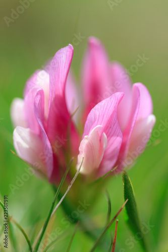 Beautiful close up macro of a pink wildflower on a mountain in the swiss alps in summer in switzerland  