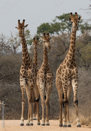 Wild giraffe group on Sabieriver causeway, facing
