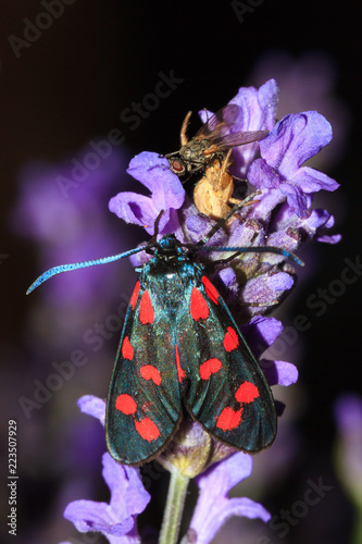 The six-spot burnet (Zygaena filipendulae) on lavender flowers at night with a spider eating a fly in the background  photo