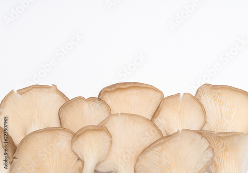 Oyster mushrooms (Pleurotus ostreatus)  on white background