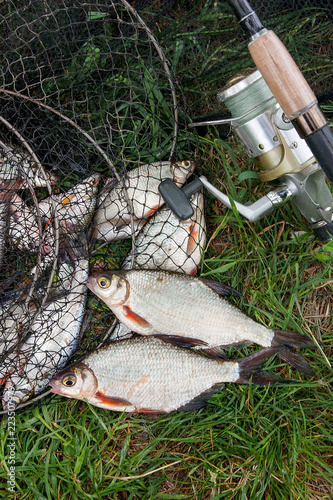 Black fishing net with catched freshwater fish and two white bream or silver fish on green grass. Fishing rod with reel and freshwater fish on natural background.