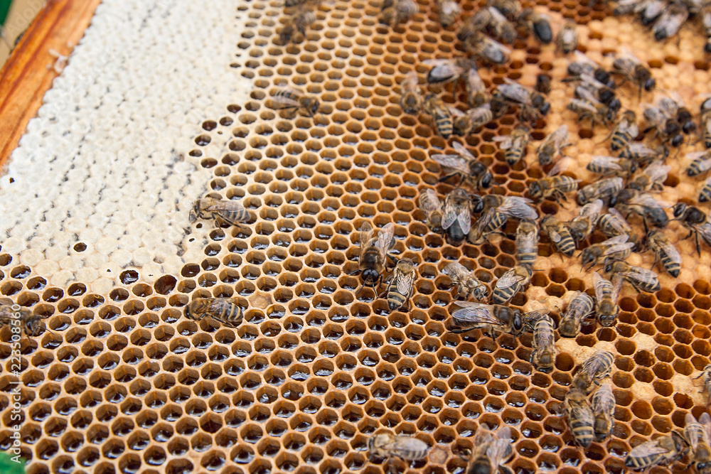 Busy bees, close up view of the working bees on honeycomb. . Busy bees, close up view of the working bees on honeycomb. .